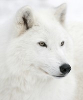 /album/secret-singing-wolves/white-wolf-15-jpg/